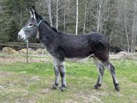 Amerikansk mammutåsna