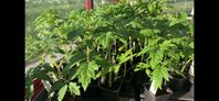 plantor 