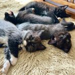 kattungar