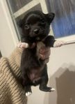 Renrasig chihuahua valp