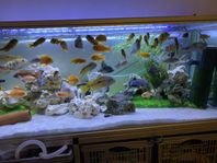 Akvarium 375l med 40-50 Ciklider Eheim Professionel 4+ 600