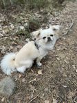 Omplacering chihuahua/pekingese