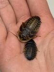 Dubia till reptilfoder
