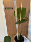  Monstera Deliciosa