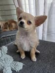 chihuahua valp 