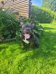 American Bully