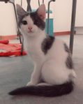 ung katt hona 