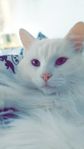 katt hane 