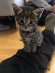 kattungar