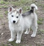 4 sinerian Husky valpar till salu