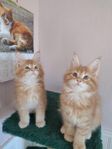 Maine Coon med stamtavla