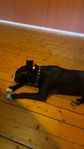 amuericansk bully blandras 