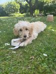 14 vecka Cockapoo 