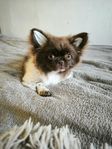 Chihuahua 