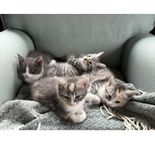 Underbara små kattungar lev klara v23