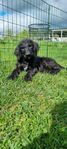 labradoodle 
