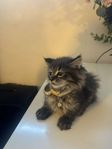 maine coon kattunge/turkish
