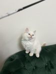 Billiga Ragdoll kattungar