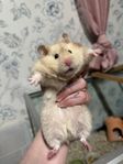 Guld hamster 