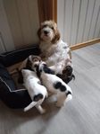Petit Basset Griffon vendeen 