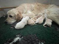 Golden Retriever Valpar