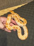 Python Molurus 