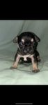Fransk Bulldog valpar 