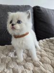 Ragdoll / Birma kattungar 