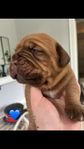 dogue de bordeaux 