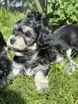 Bichon Havanais valpar leverens efter 8/6