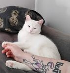 Döv katt 1 år
