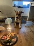 hund amstaff amerikan bully