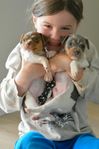 Terrier brasileiro valpar säljes! Levklara juni 