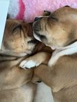 Staffordshire bullterrier 