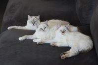 Ragdoll Kattungar 3 st Honor Leveransklara