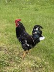 Gotlandshöns