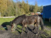 islandshäst 17 år