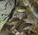Multispinosa yngel 