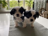 Hundvalpar 