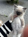 renrasiga ragdoll ungar med stamtavla