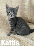 Kattungar