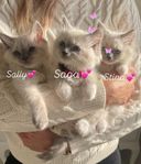 Ragdoll kattunge stamtavla Sverak
