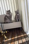 En honkatt och en hankatt