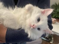 Renrasiga Ragdoll-katter söker kärleksfulla hem
