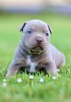 American bully valpar