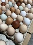 Ägg - Blandade färger 