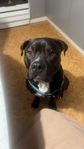 american bully xxl blandning