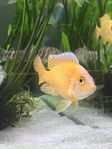 Delfin, Fire Fish & golden / Malawi ciklider fisk