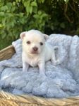 Chihuahua valpar skk stamtavla