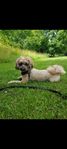 omplacering hund